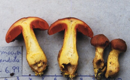 Cortinarius persplendidus (Horak) Gasparini